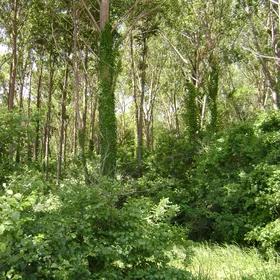 Longose forest 