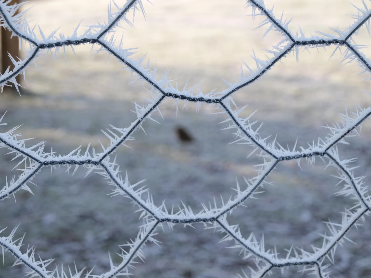 Frosty fence with robin