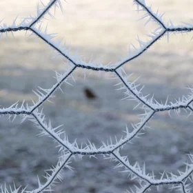 Frosty fence with robin
