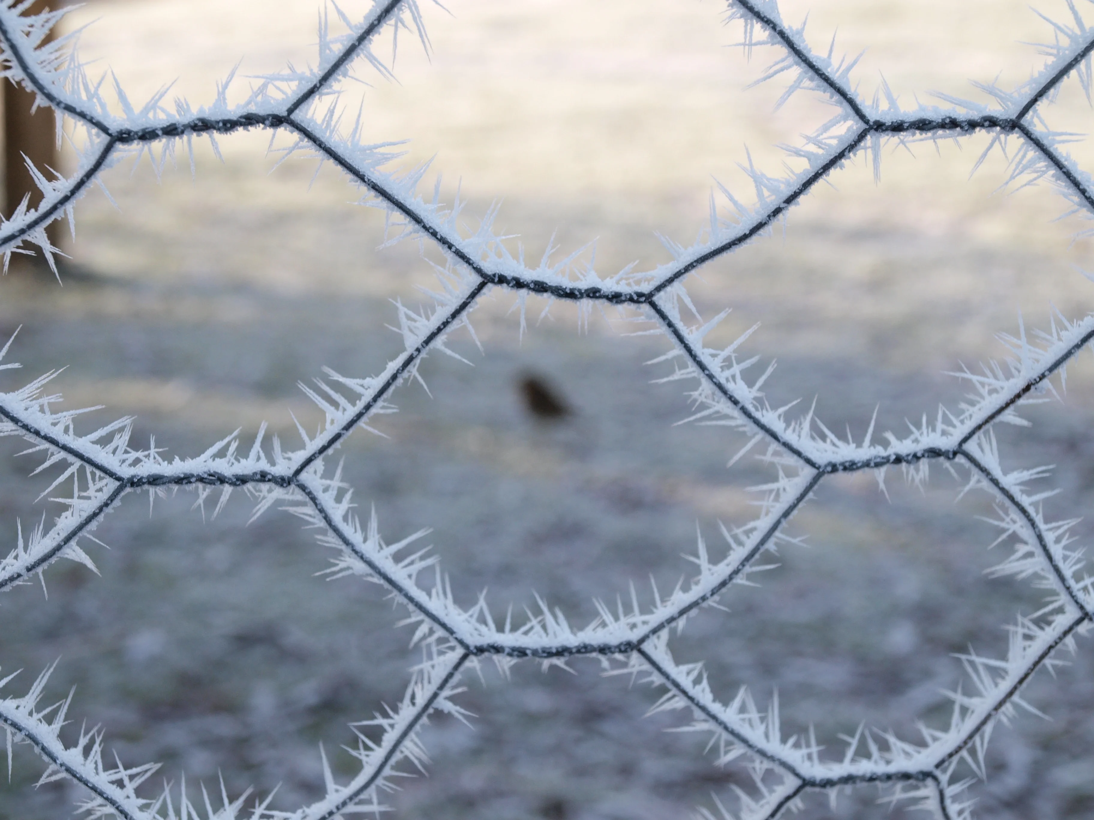 Frosty fence with robin