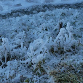 Grass crusted with ice