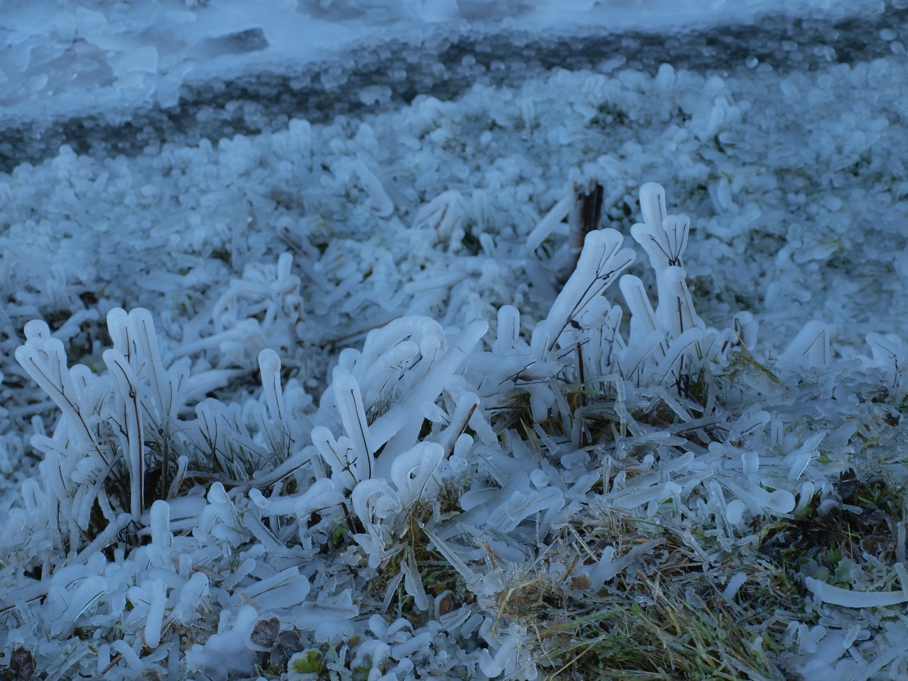 Grass crusted with ice