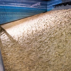 The World’s Largest Fossil Oyster Reef