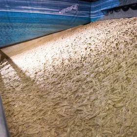 The World’s Largest Fossil Oyster Reef