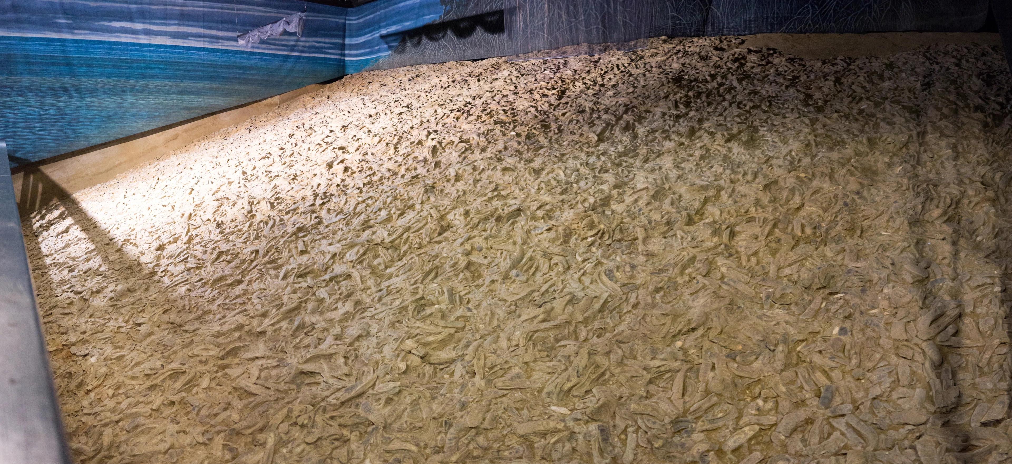 The World’s Largest Fossil Oyster Reef