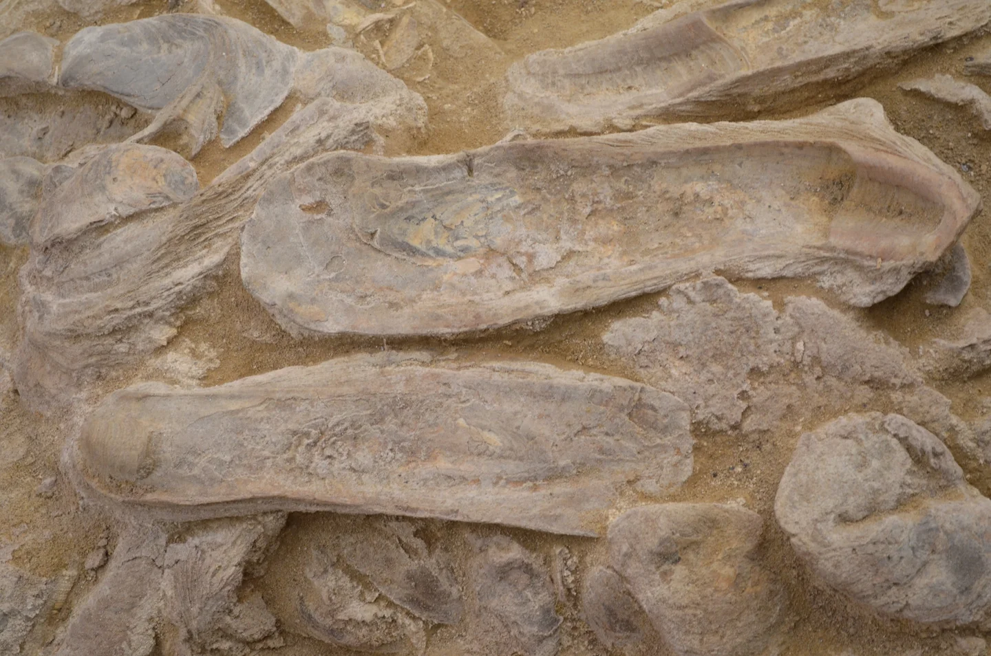 Crassostrea gryphoides shells