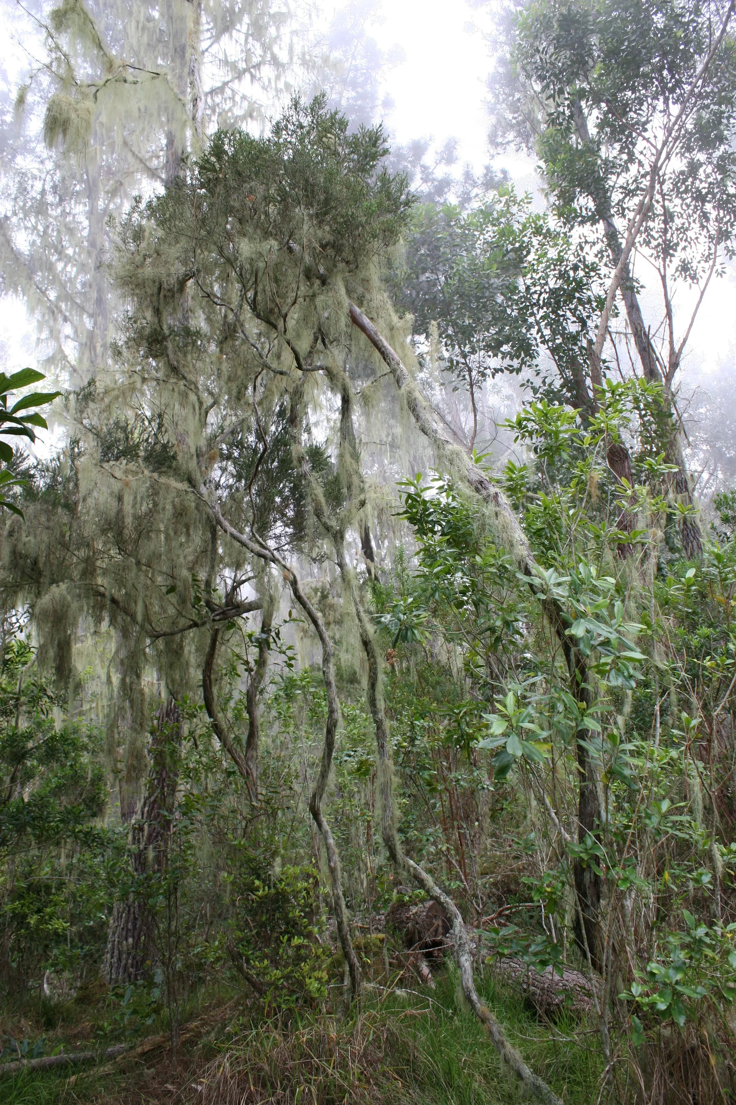 Lichens in Reunion Island