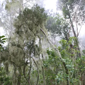 Lichens in Reunion Island
