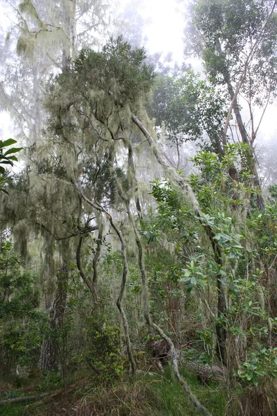 Lichens in Reunion Island