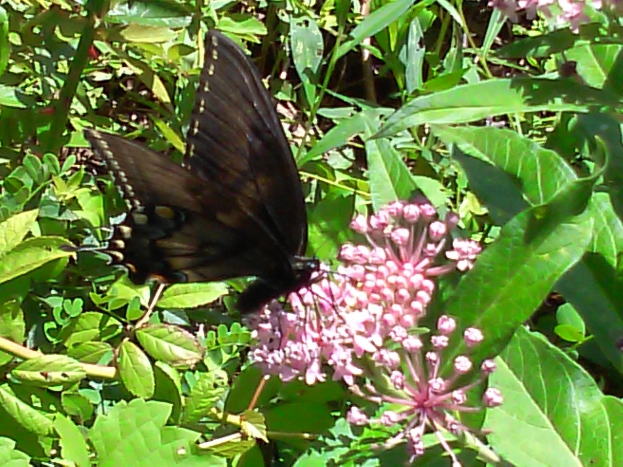 Butterfly 2