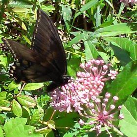 Butterfly 2