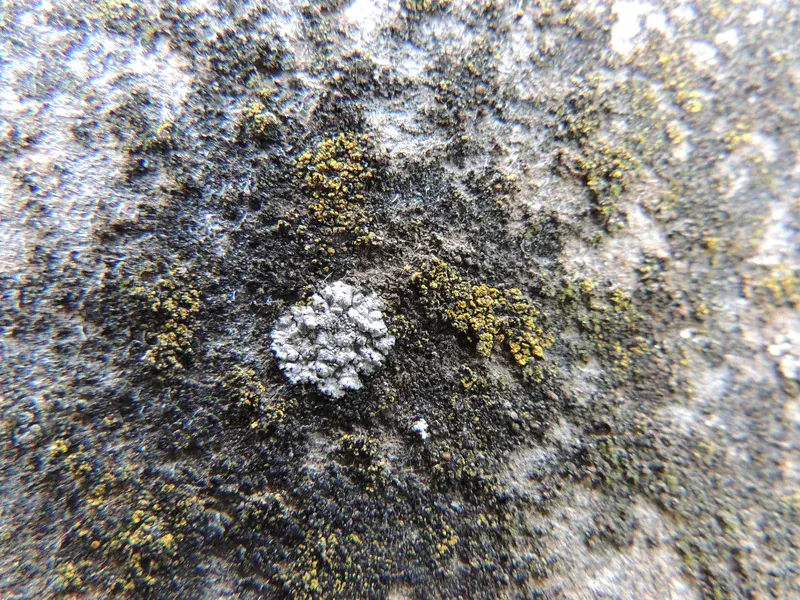 Lichens on asbestos roof