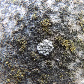 Lichens on asbestos roof