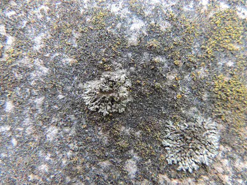 Lichens on asbestos roof