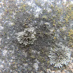 Lichens on asbestos roof