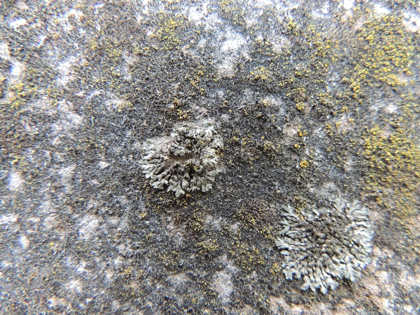 Lichens on asbestos roof
