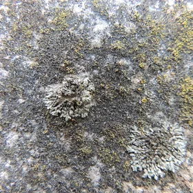 Lichens on asbestos roof