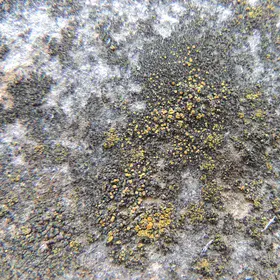 Lichens on asbestos roof