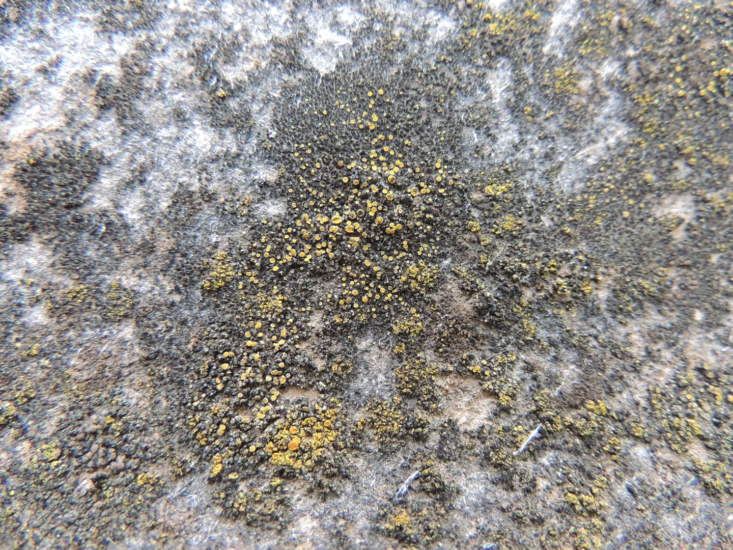 Lichens on asbestos roof