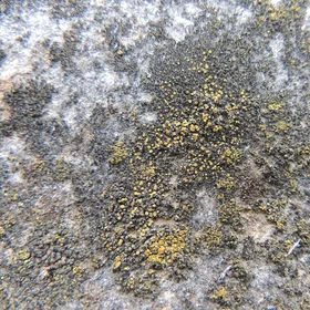 Lichens on asbestos roof