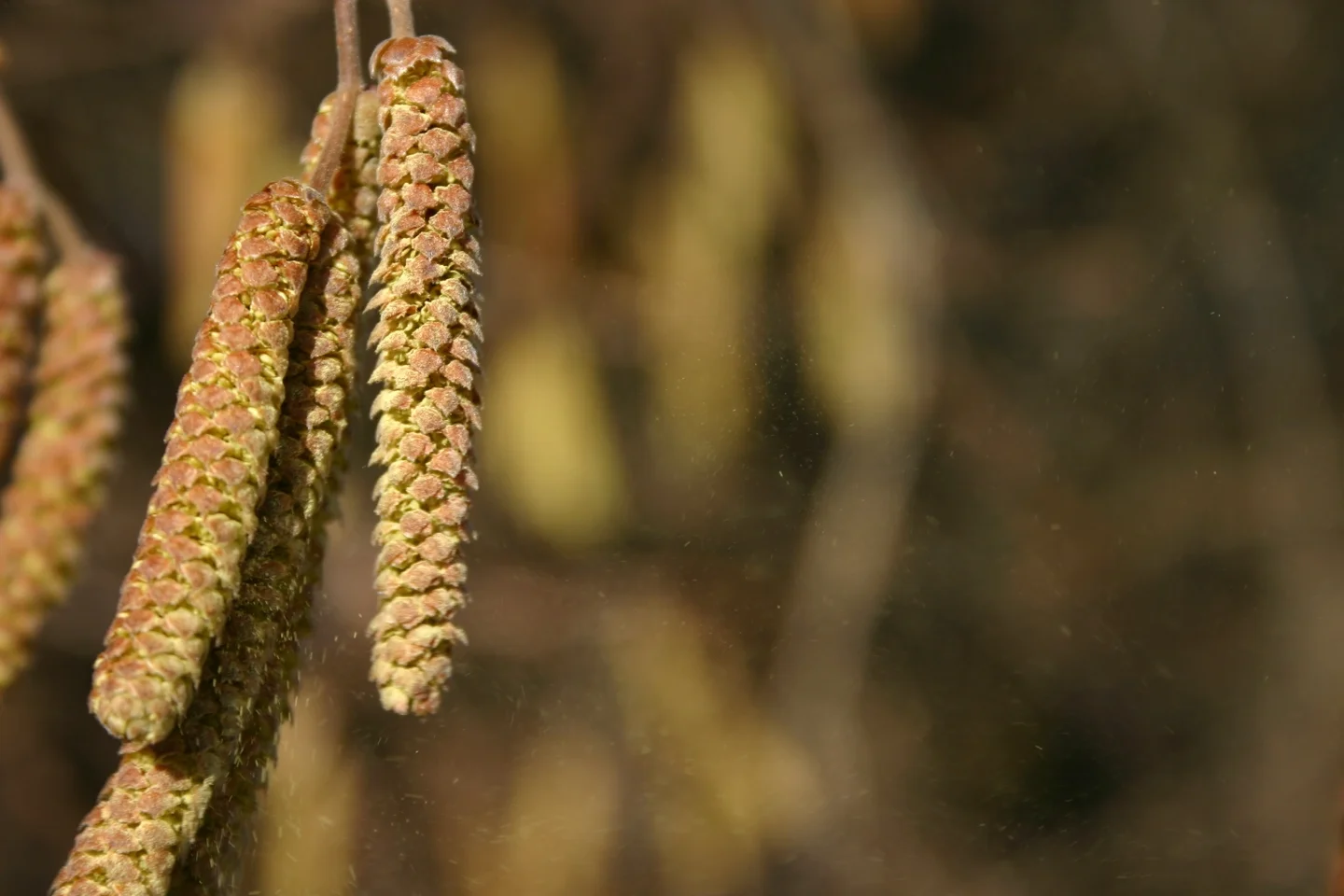 Emission of hazel pollen