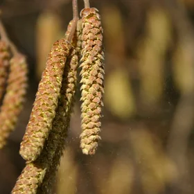 Emission of hazel pollen