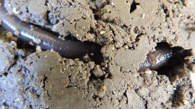 Soil worm in action