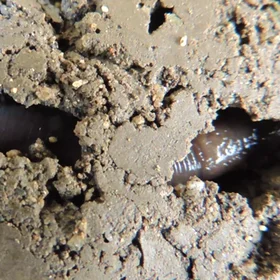 Soil worm in action