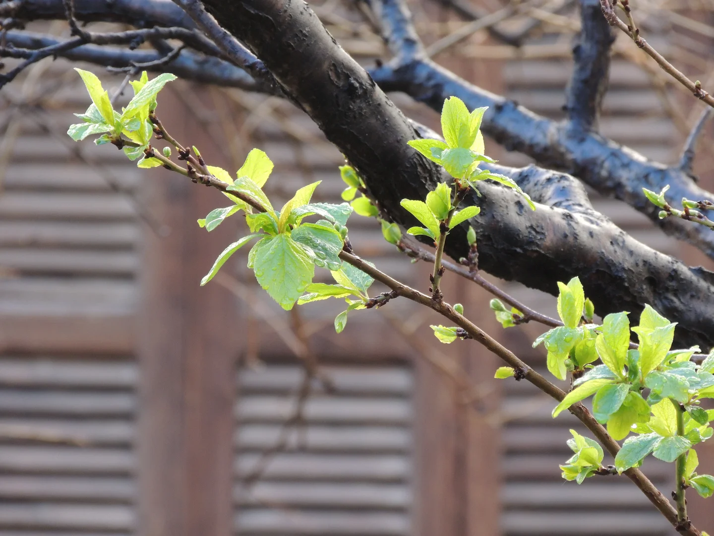 Spring