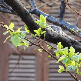 Spring