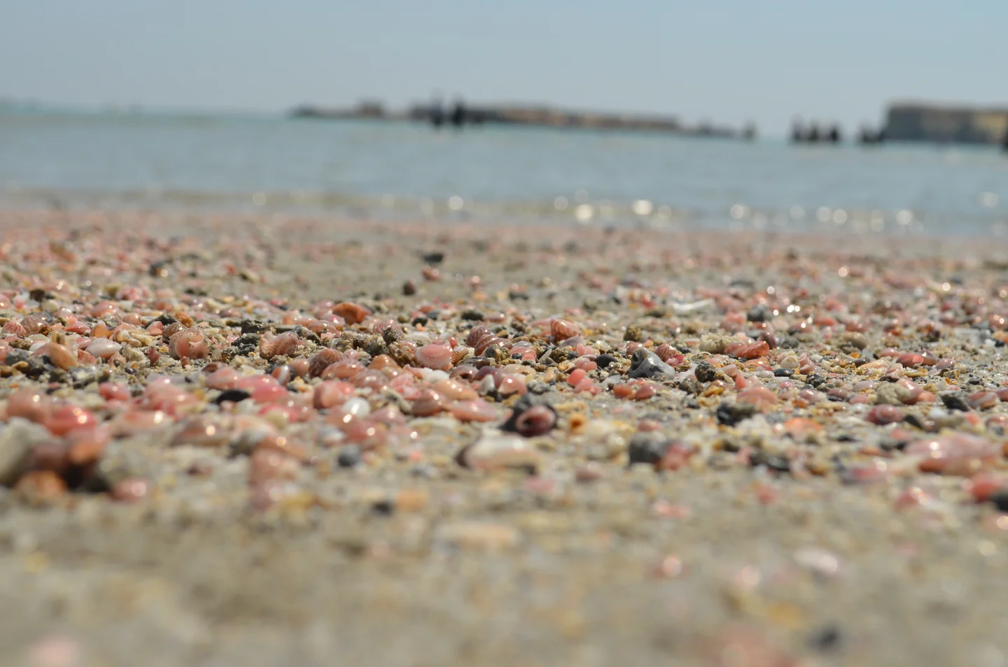 Northern Persian Gulf Gastropods