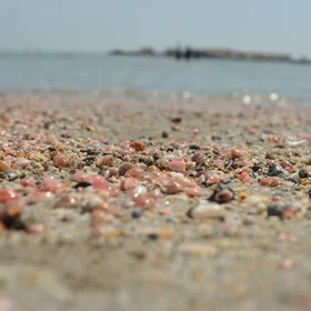 Northern Persian Gulf Gastropods