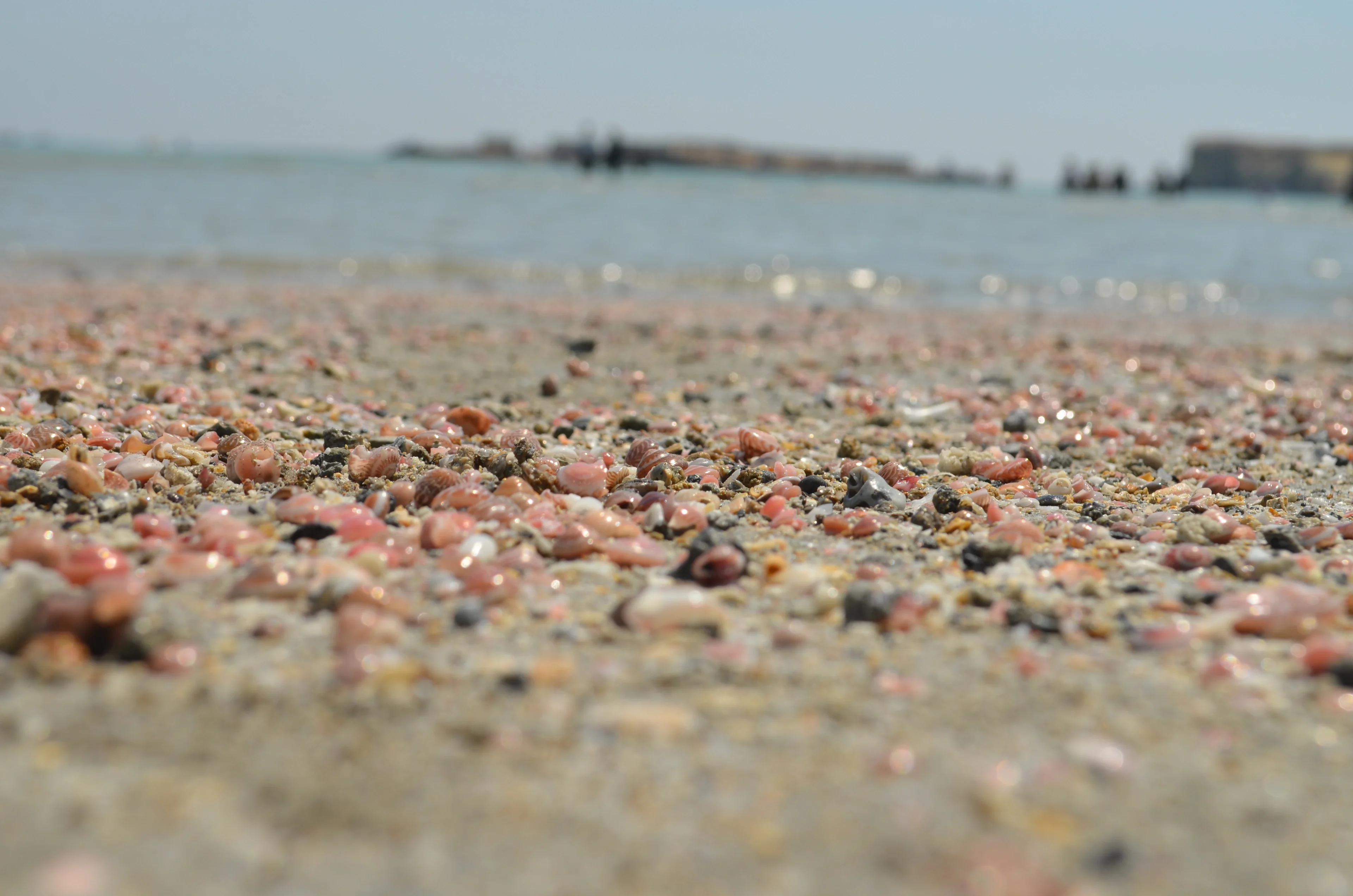 Northern Persian Gulf Gastropods