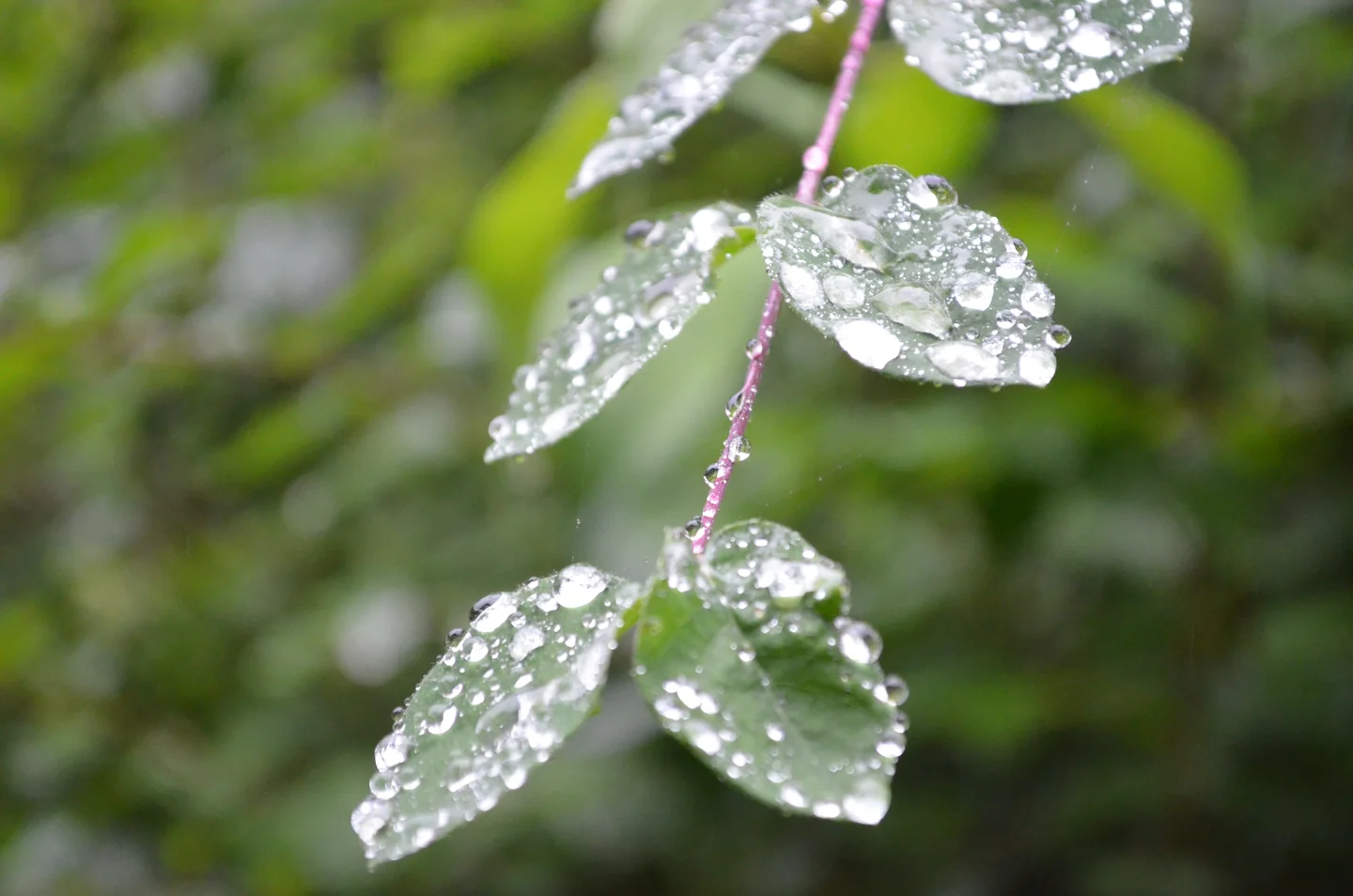 Dew drops on leaves