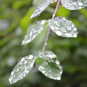Dew drops on leaves