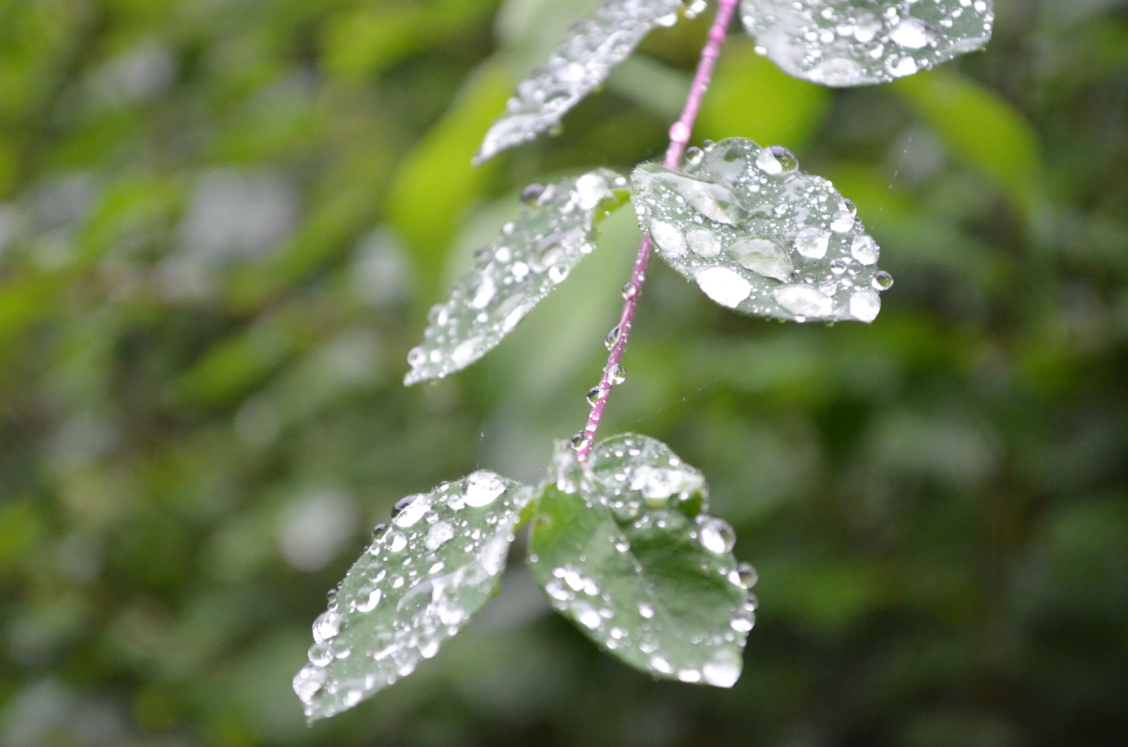 Dew drops on leaves
