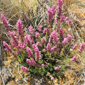 Especies del Páramo de Chingaza