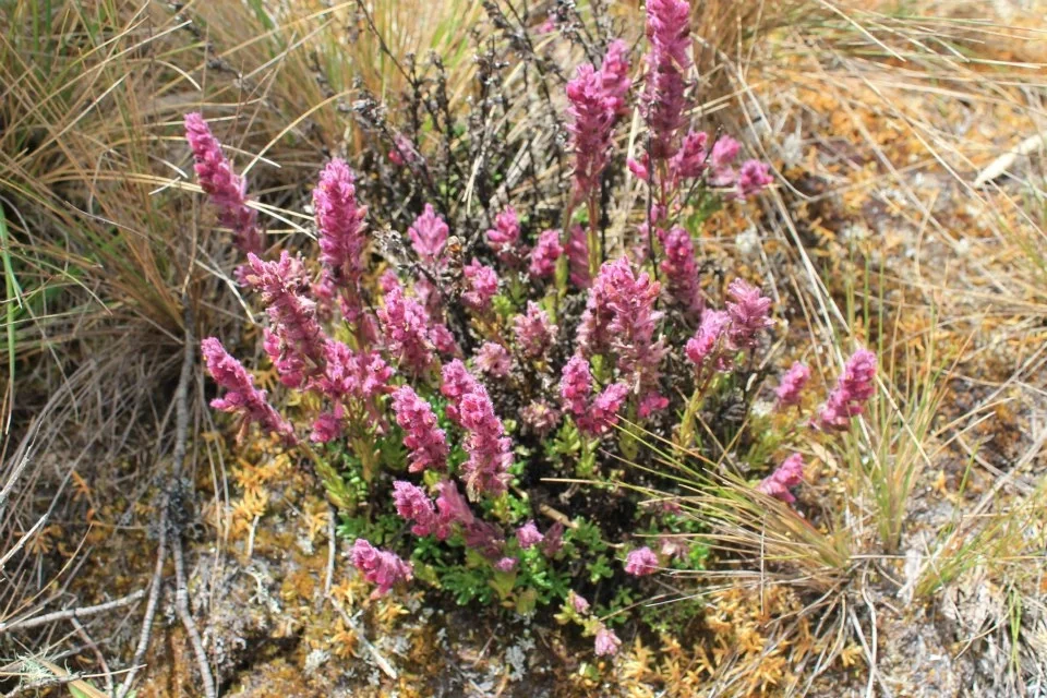 Especies del Páramo de Chingaza