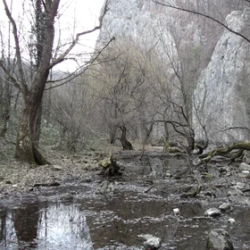Haunted forest