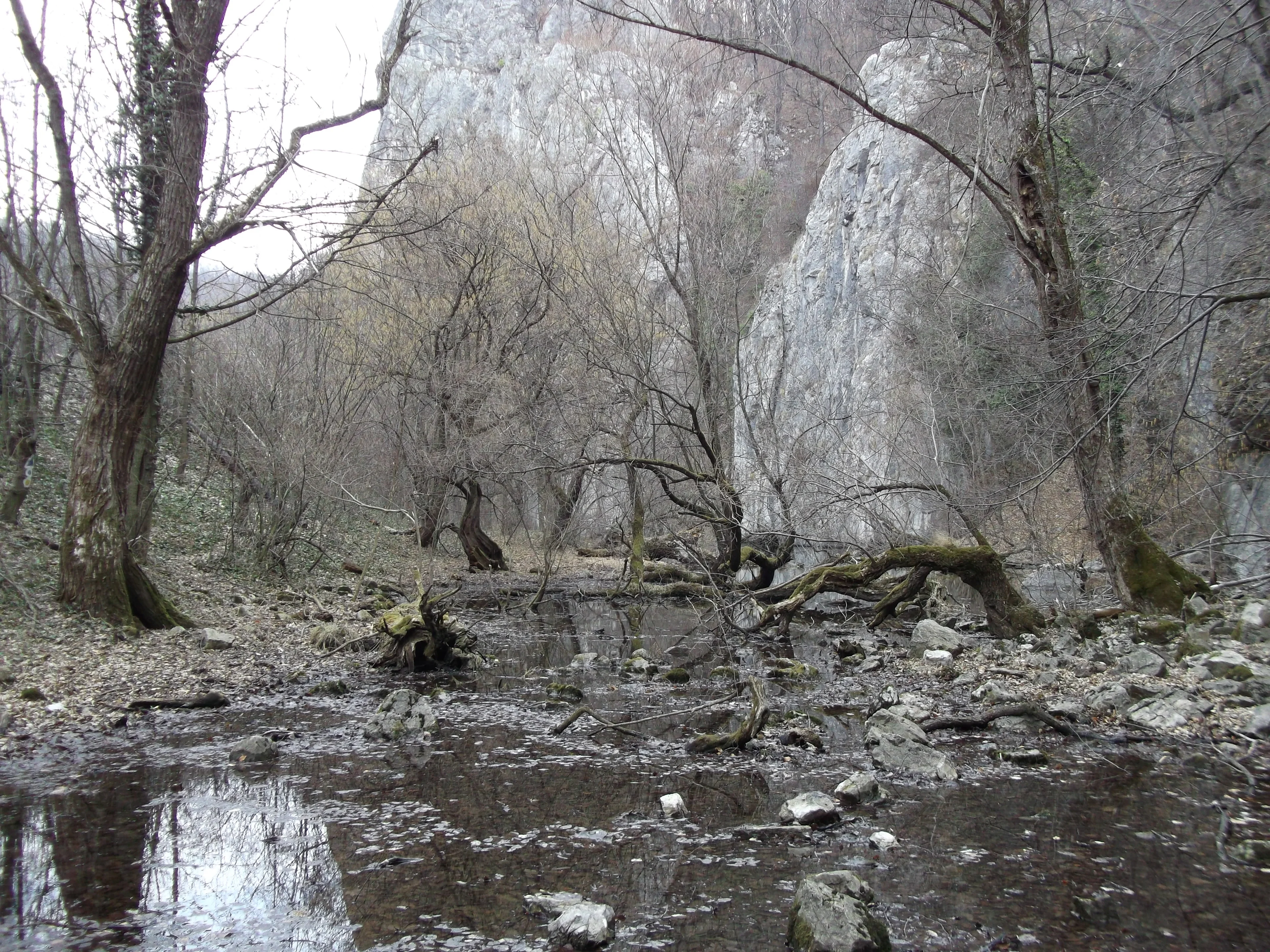 Haunted forest