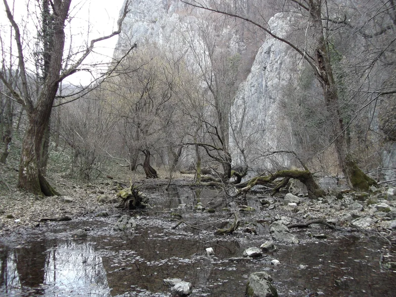 Haunted forest