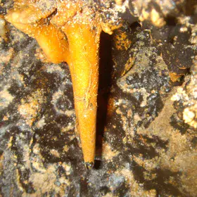 Stalactite