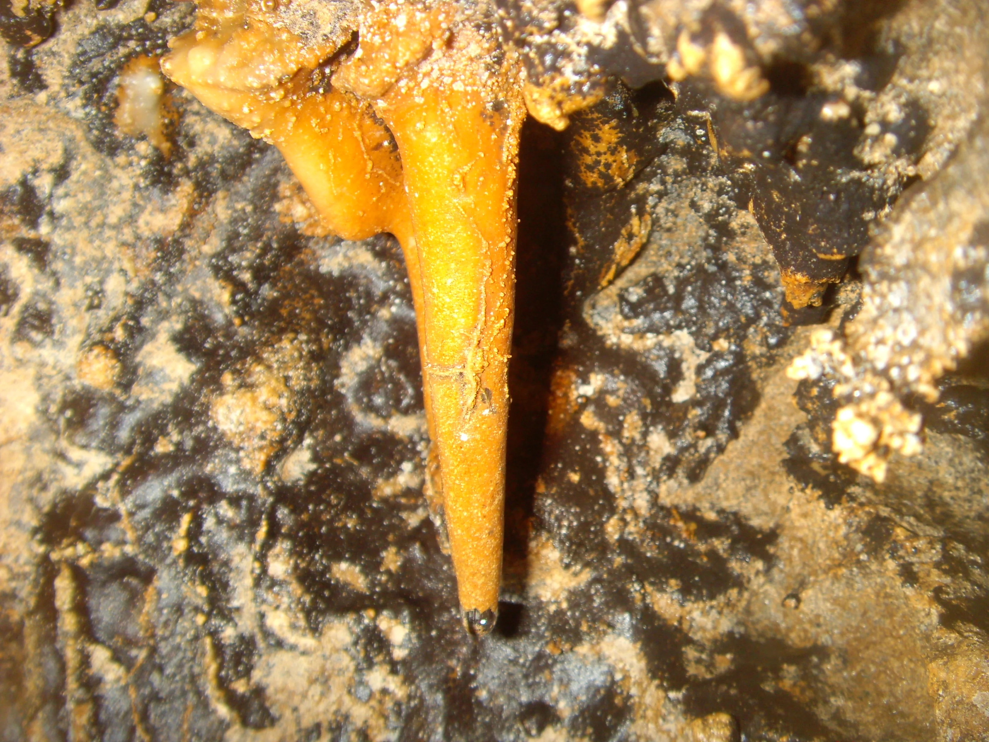 Stalactite