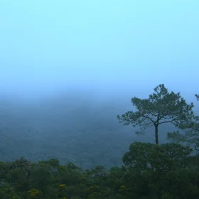 Barbas del Levante