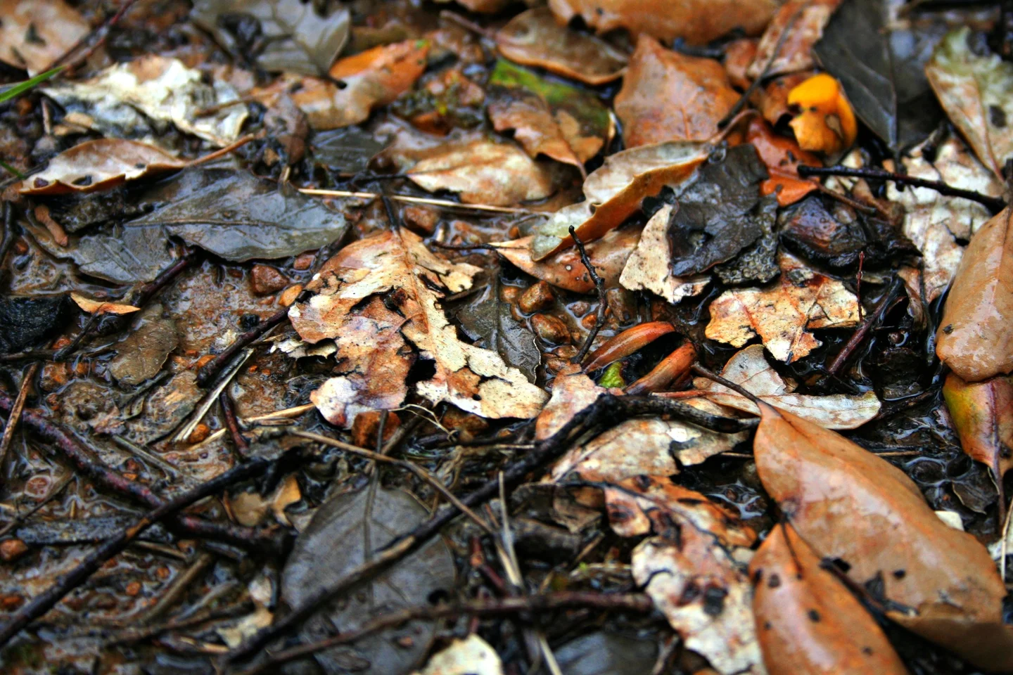 Fall into litter