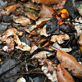 Fall into litter