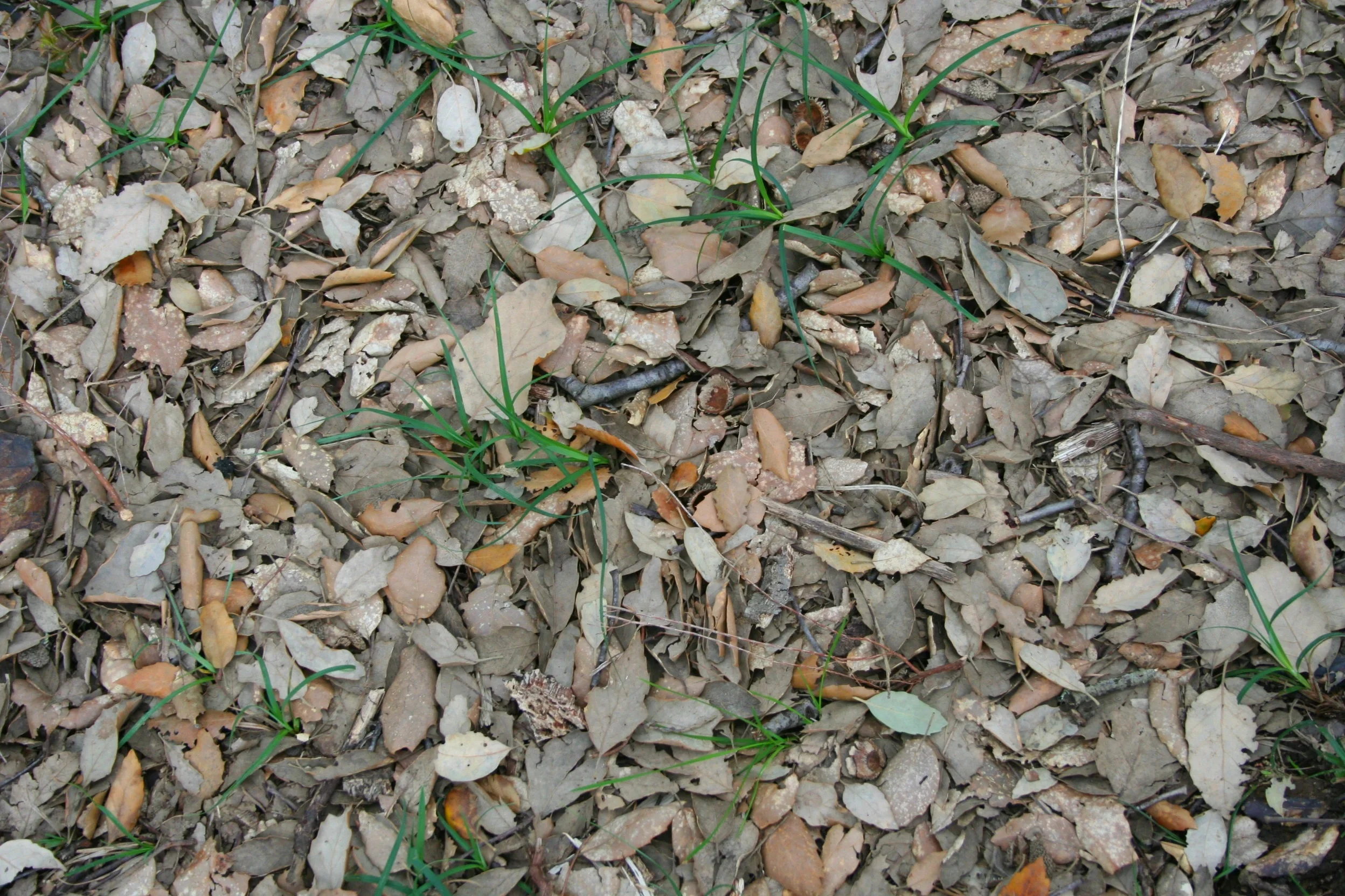 Litter