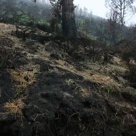 Restoration of fire-affected soils