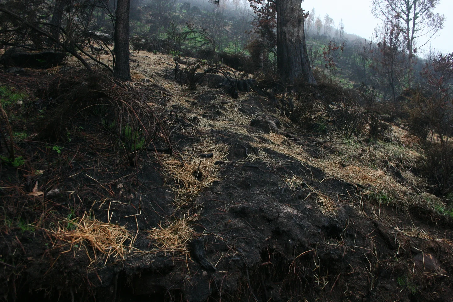 Restoration of fire-affected soils