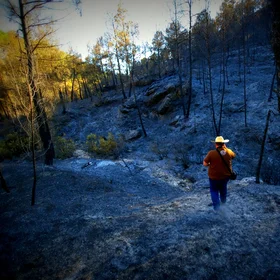 Walking on ash